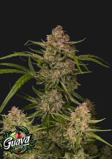 Guava Auto.png